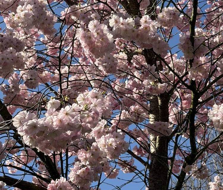 Preview of Olympic Park Blooming Trail