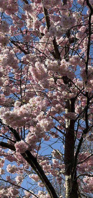 Preview of Olympic Park Blooming Trail