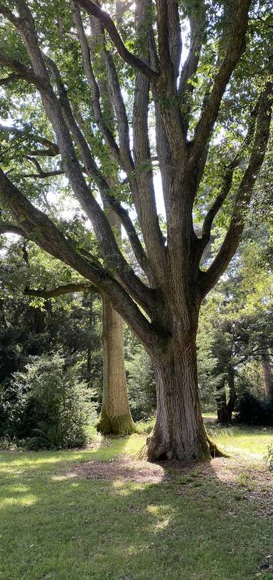 Preview of Wander the Westonbirt Aboretum