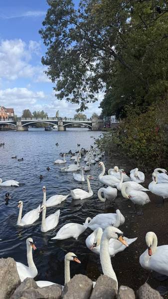 Preview of Windsor to Taplow Thames Walk