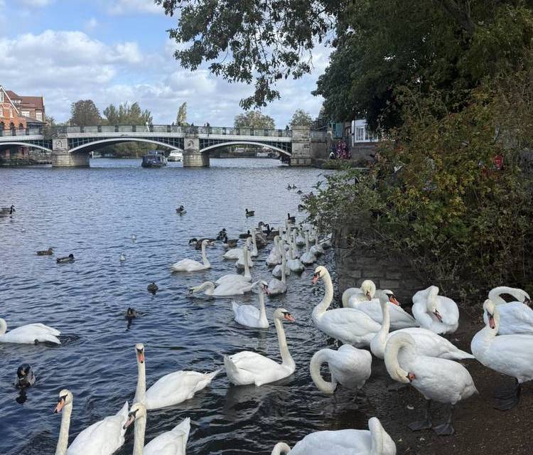 Preview of Windsor to Taplow Thames Walk