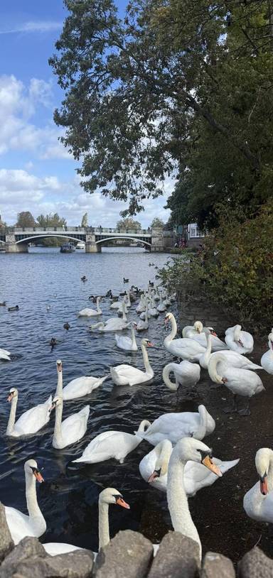 Preview of Windsor to Taplow Thames Walk