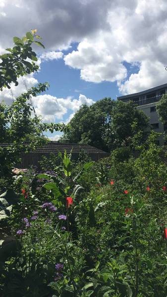 Preview of Surrey Canal Walk & a cute garden 🌾