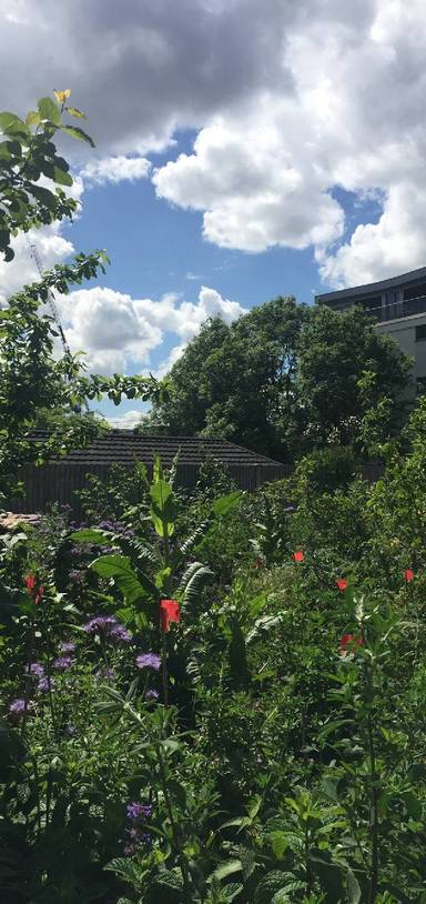 Preview of Surrey Canal Walk & a cute garden 🌾