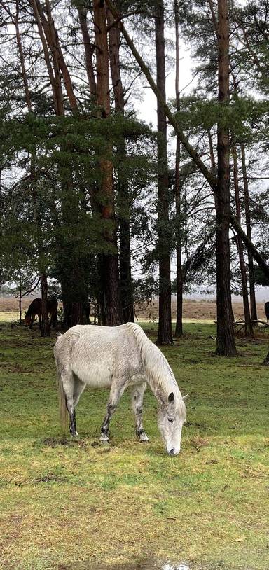 Preview of Ride & Stride: Beaulieu Road & Back