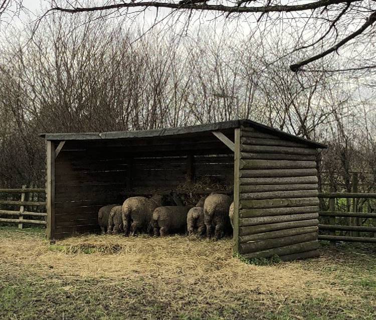 Preview of Get muddy in Mudchute 🐏