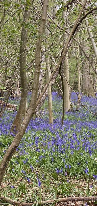 Preview of Chipstead Circular 