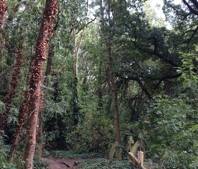 Preview of A magic walk through Abney Cemetery