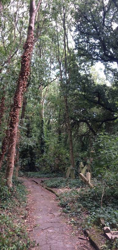 Preview of A magic walk through Abney Cemetery