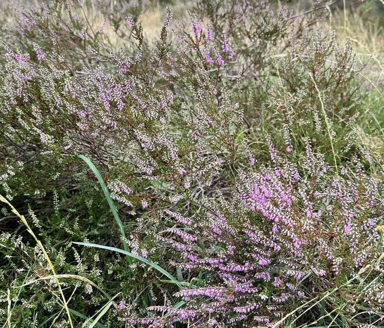 Preview of Ramble Around Rushmere