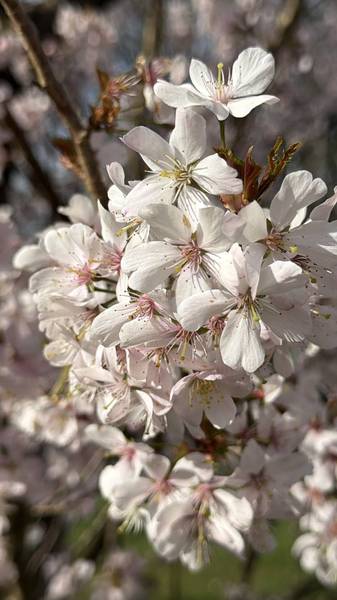 Preview of Stockport Blooming Trail