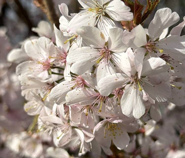 Preview of Stockport Blooming Trail