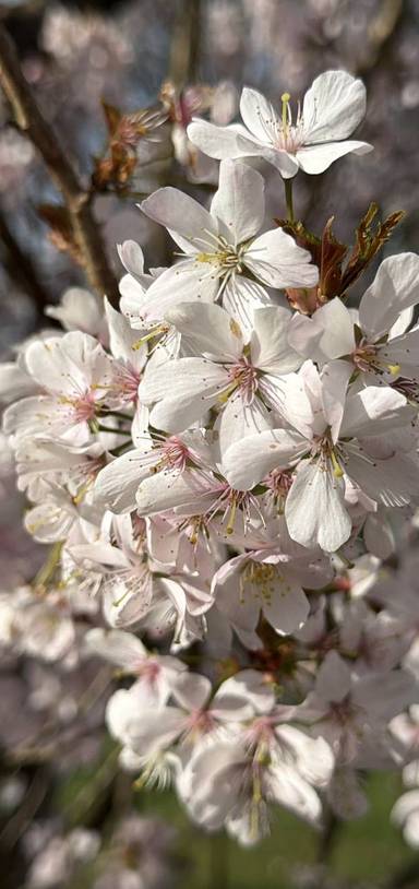 Preview of Stockport Blooming Trail