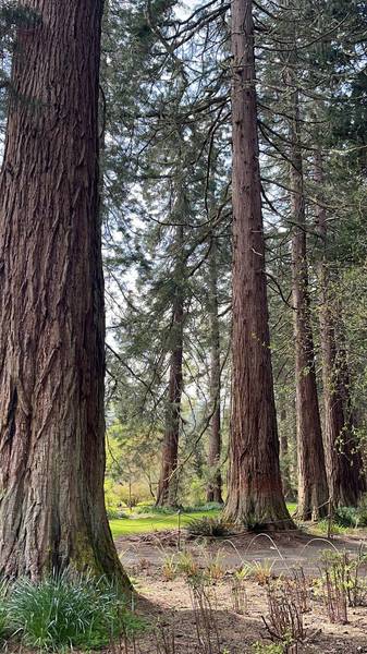 Preview of Benmore botanic gardens