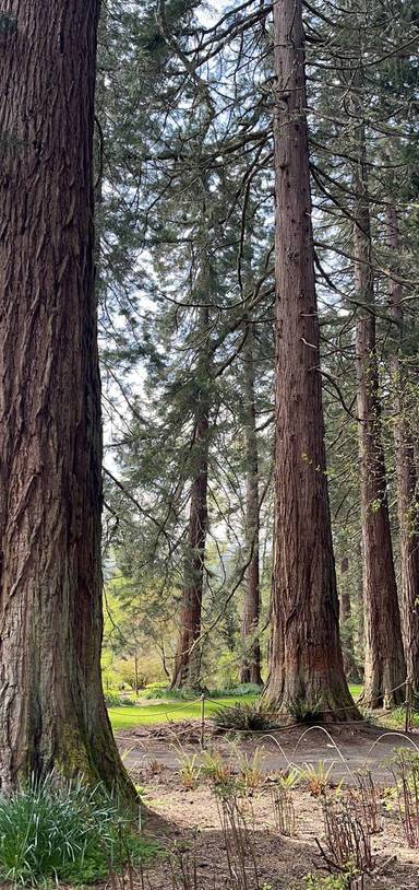 Preview of Benmore botanic gardens