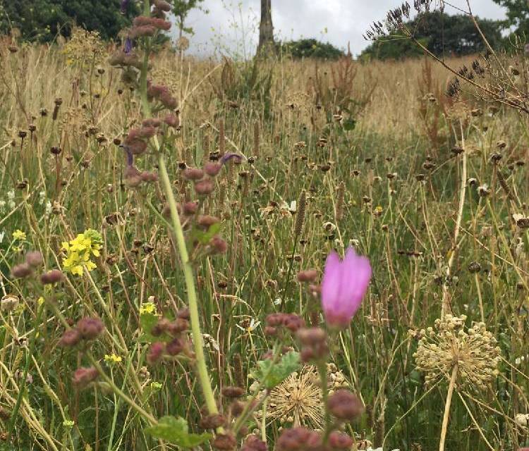 Preview of Lunchtime stroll in Sheaf Valley
