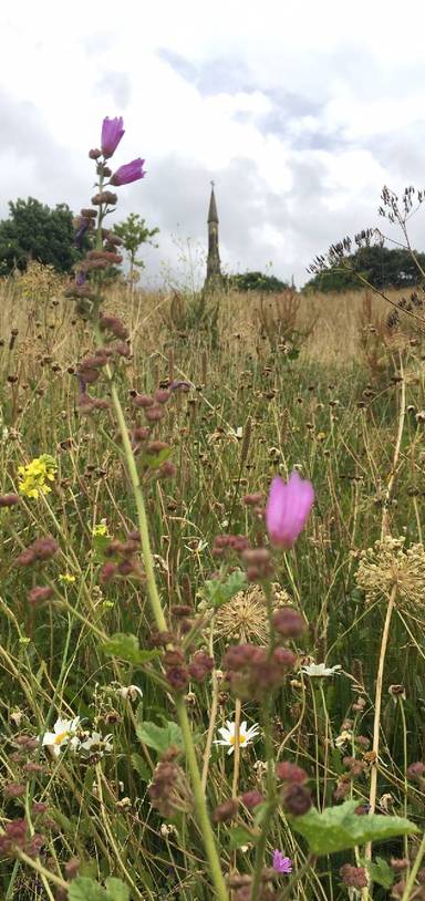 Preview of Lunchtime stroll in Sheaf Valley 