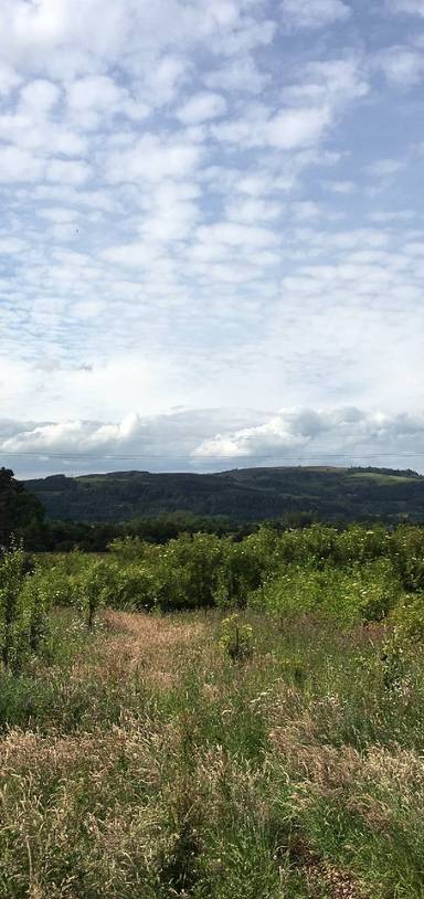 Preview of Cairn O’Mohr elderflower orchard