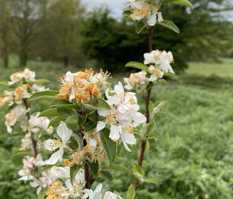 Preview of Stroll Around St Faith’s Park