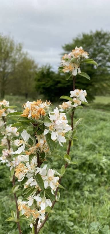 Preview of Stroll Around St Faith’s Park