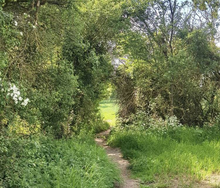 Preview of London Loop Section 22