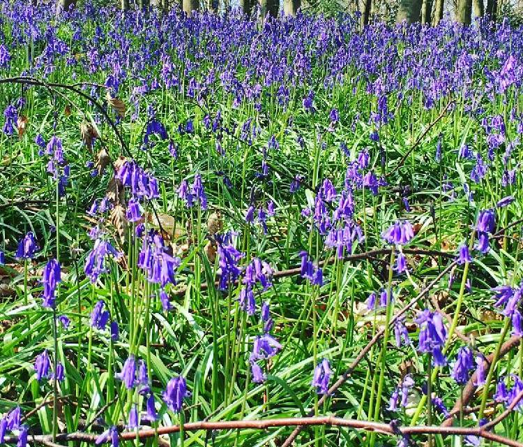 Preview of Beautiful Bluebells in Shoreham