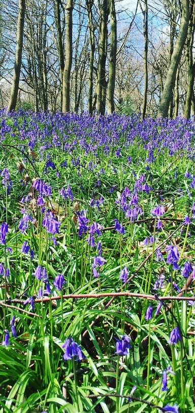 Preview of Beautiful Bluebells in Shoreham