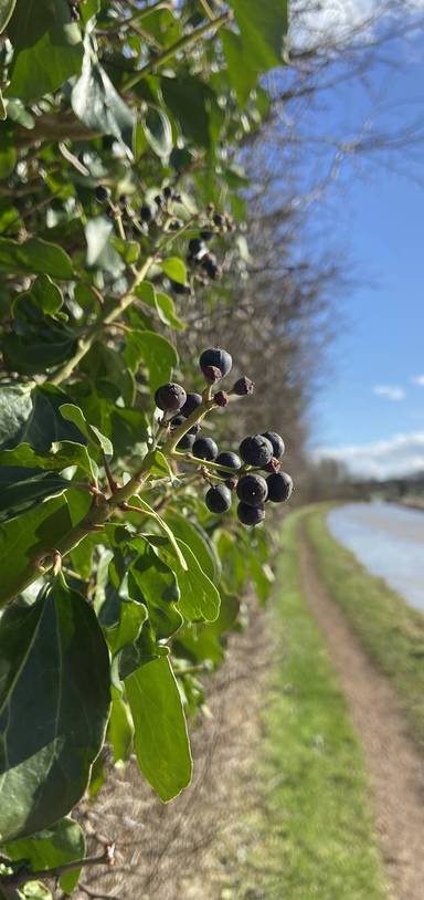 Preview of Banbury Fringe Walk Challenge