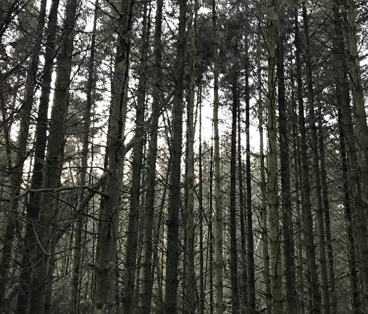Preview of Ballyboley Forest
