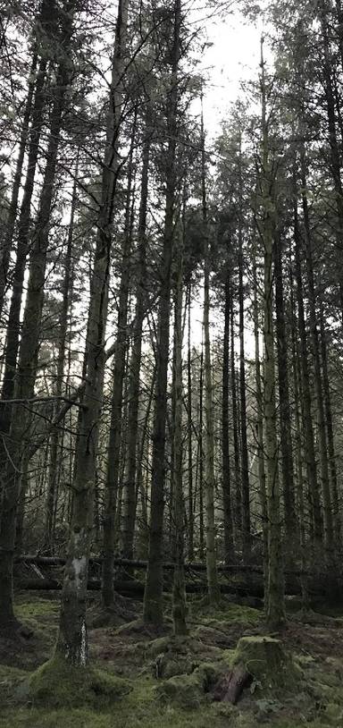 Preview of Ballyboley Forest