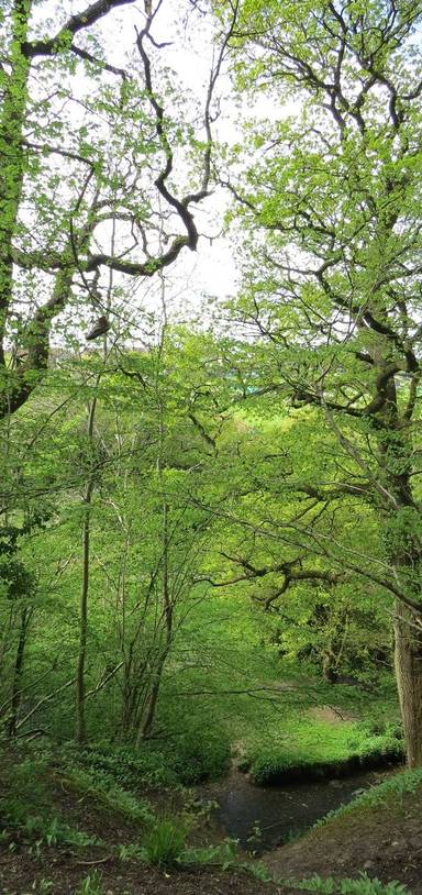 Preview of Manor Woods Valley's Woodlands