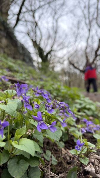 Preview of Meanwood Valley Blooming Trail