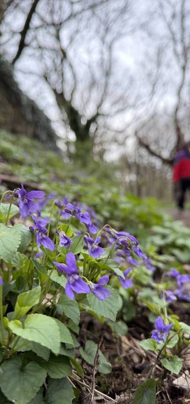 Preview of Meanwood Valley Blooming Trail