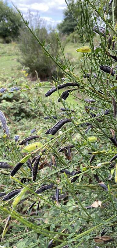 Preview of Hartlebury Common Circular
