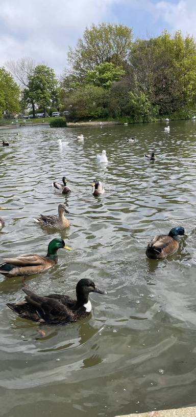 Preview of Herne bay duck pond