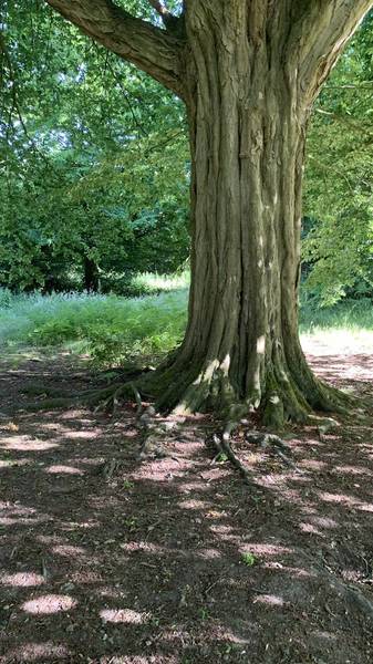 Preview of Short walk in Ashenbank Woods