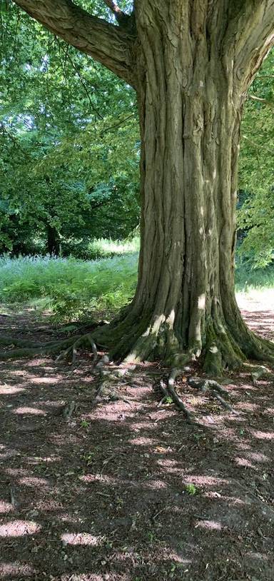 Preview of Short walk in Ashenbank Woods