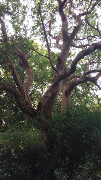 Preview of Ancient trees through London Town 