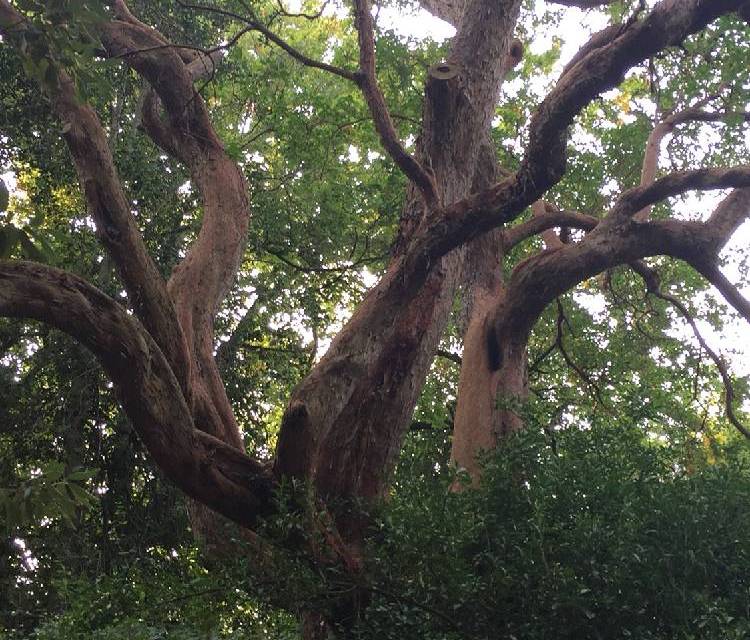 Preview of Ancient trees through London Town