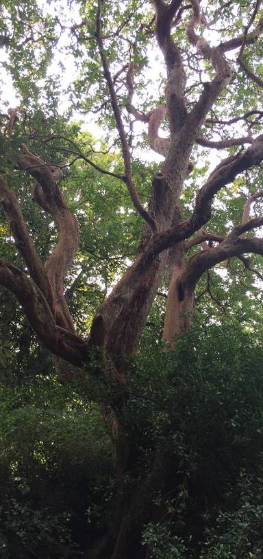 Preview of Ancient trees through London Town