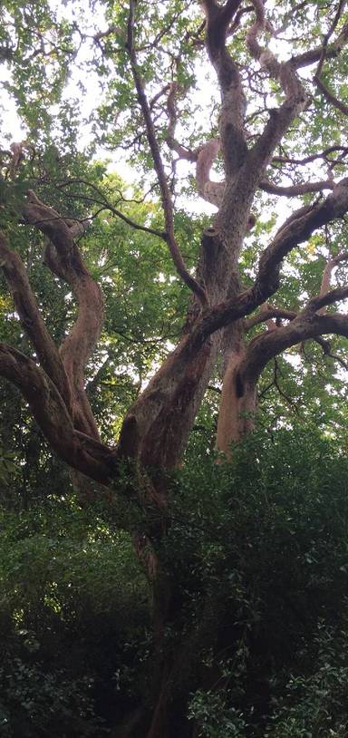 Preview of Ancient trees through London Town 