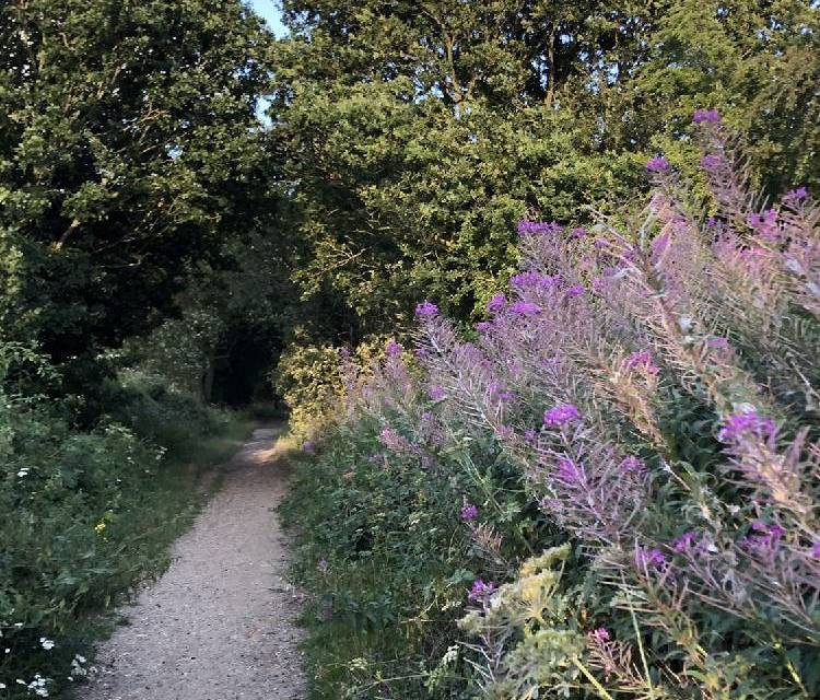 Preview of The Aylsham Workhouse Loop