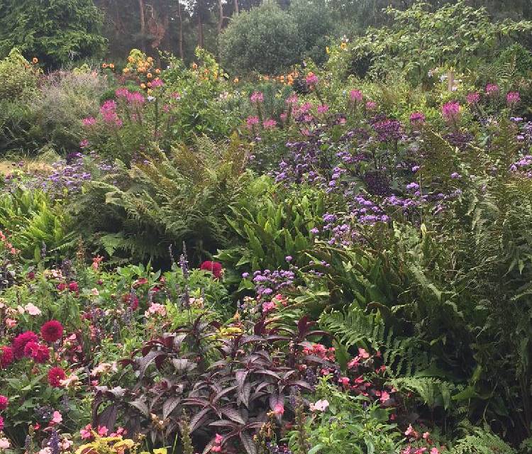 Preview of Combing through lovely Coombe wood