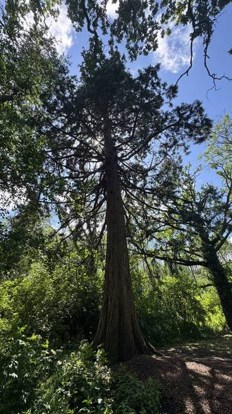 Preview of Stanton Park Deer Trail