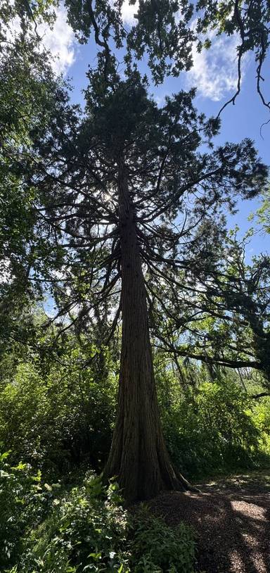 Preview of Stanton Park Deer Trail