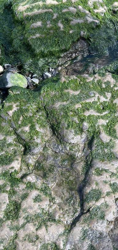 Preview of Dinosaur Footprints of An Curran
