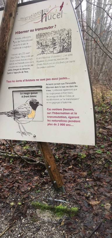 Preview of Thollon Nature and Forest walk