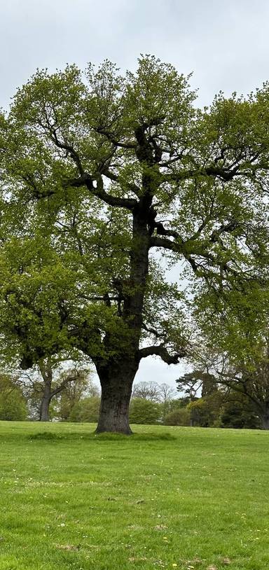 Preview of Chantry Park Nature Trail 