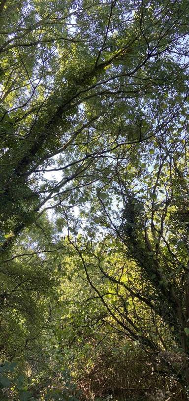 Preview of Mincinglake Park Scenic Stroll