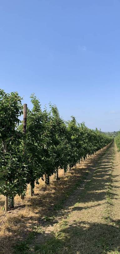 Preview of Apples Galore